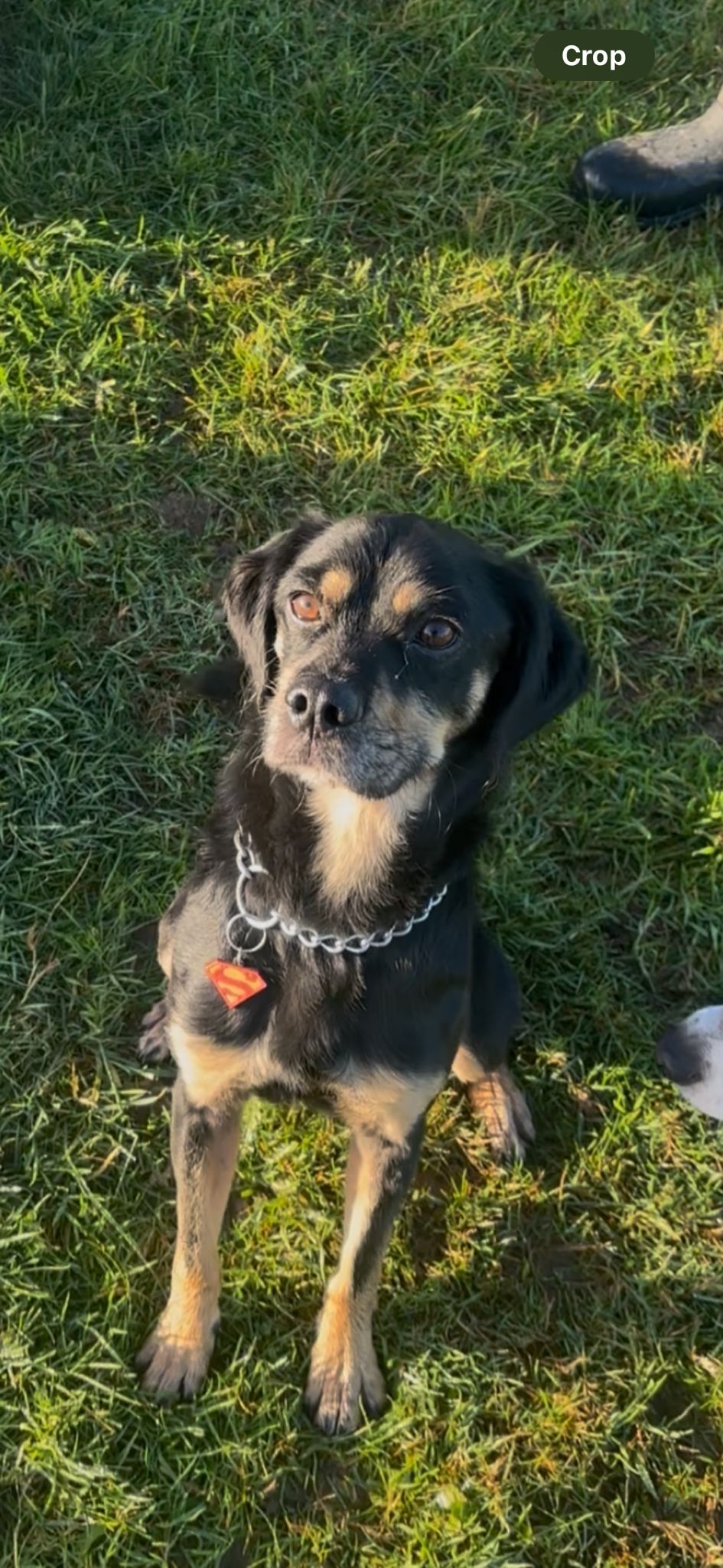 Dog Photos