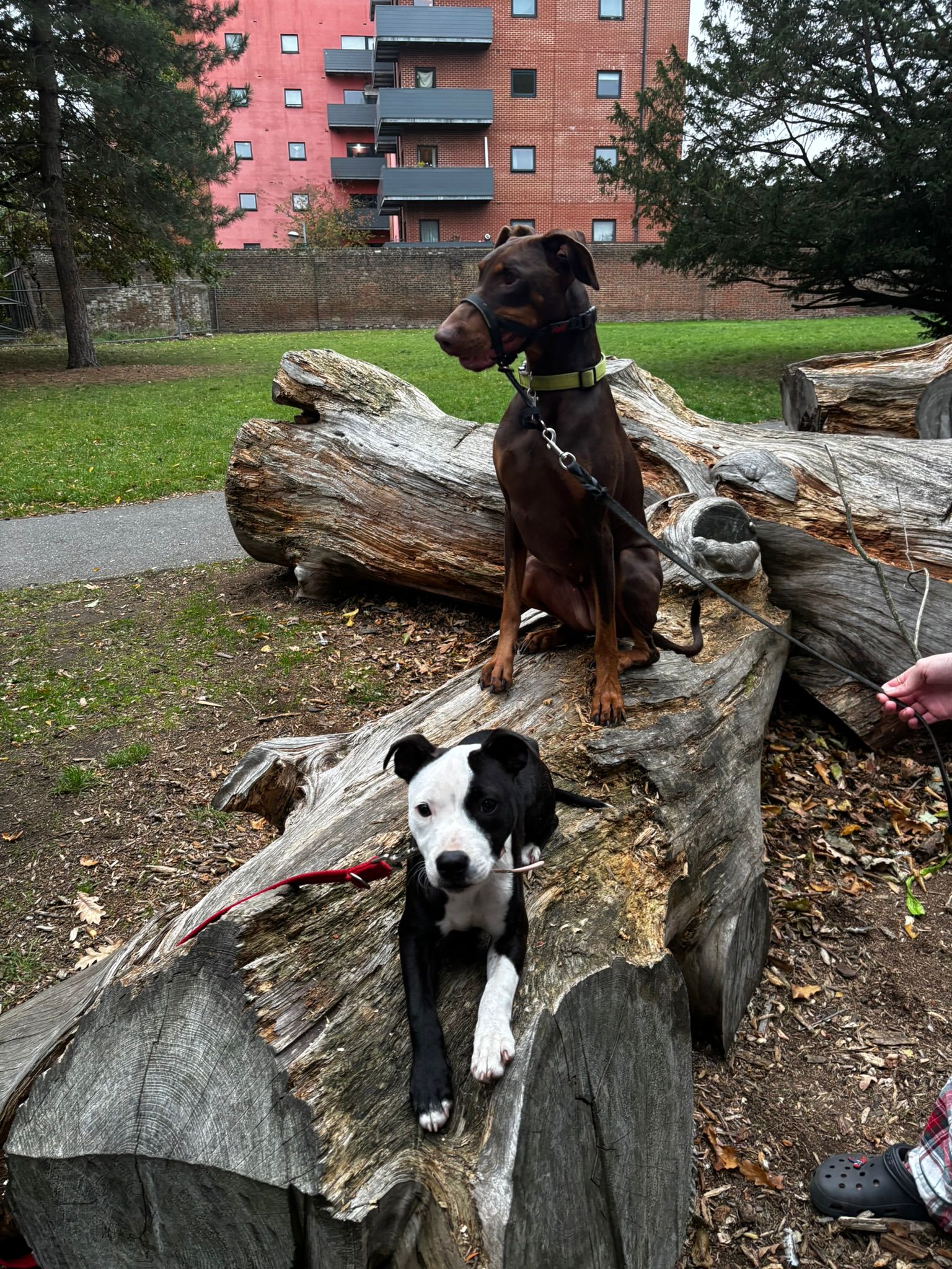 Dog Photos