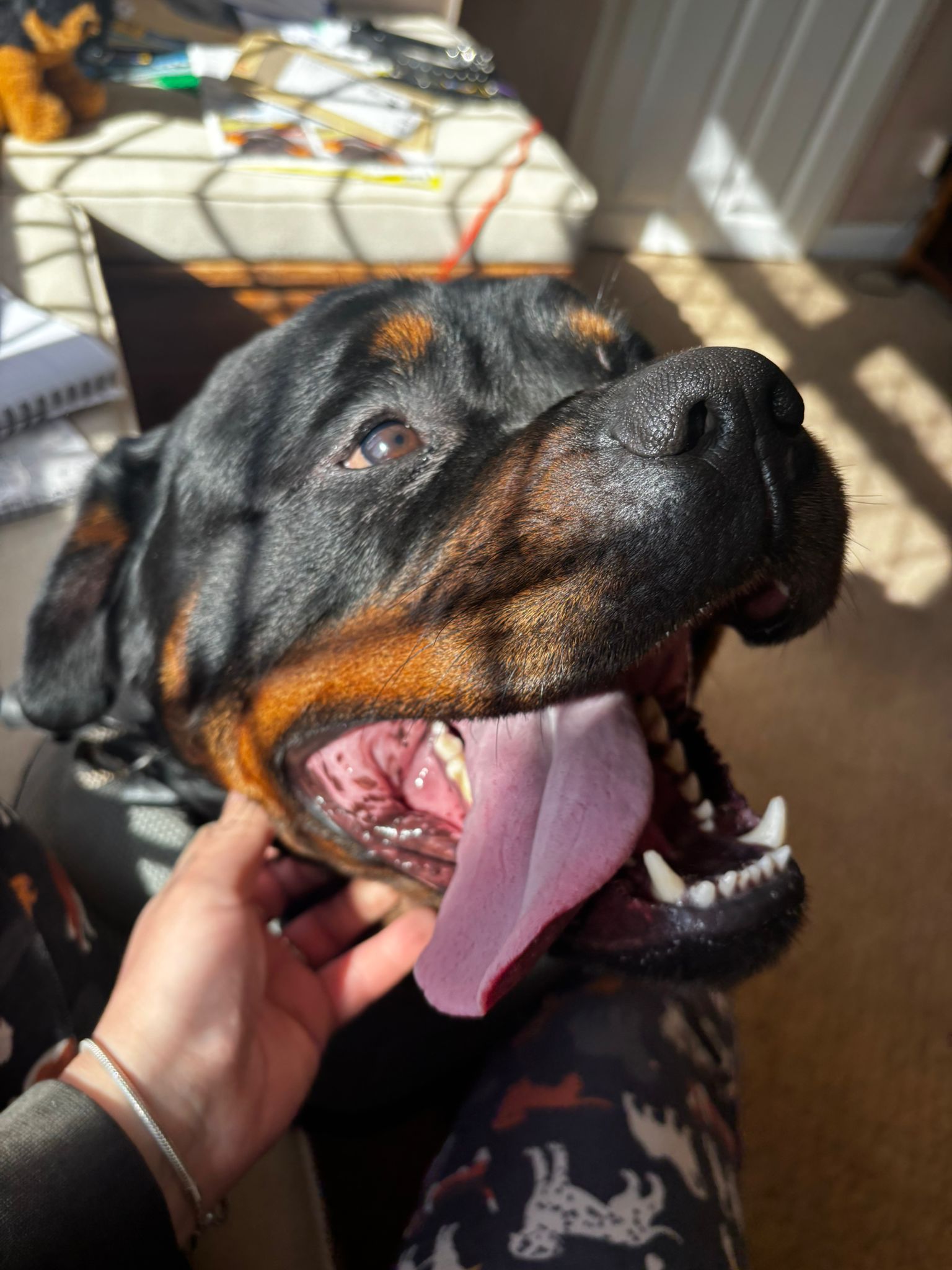 Dog Photos