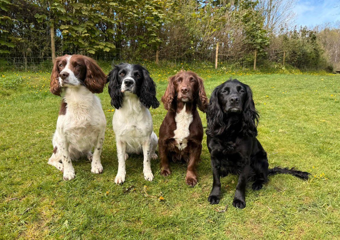 Dog Photos