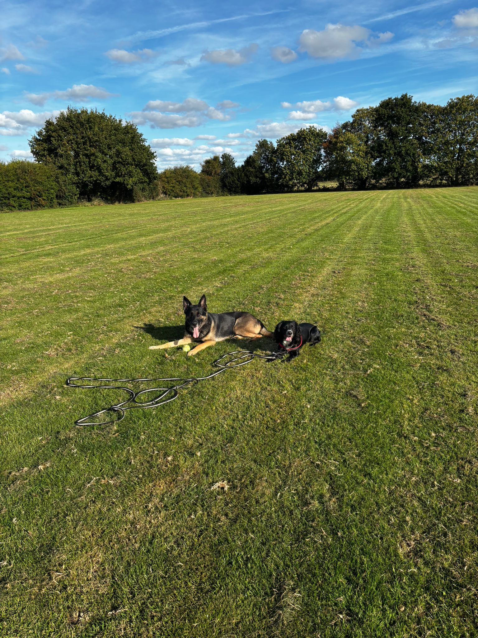 Dog Photos