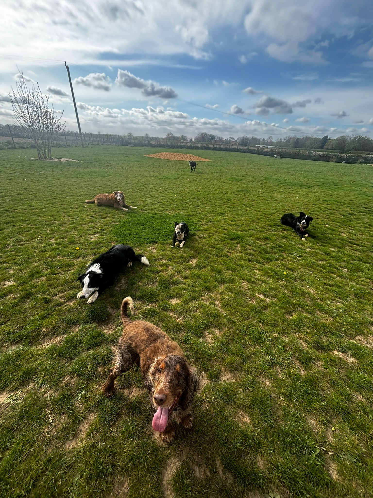 Dog Photos