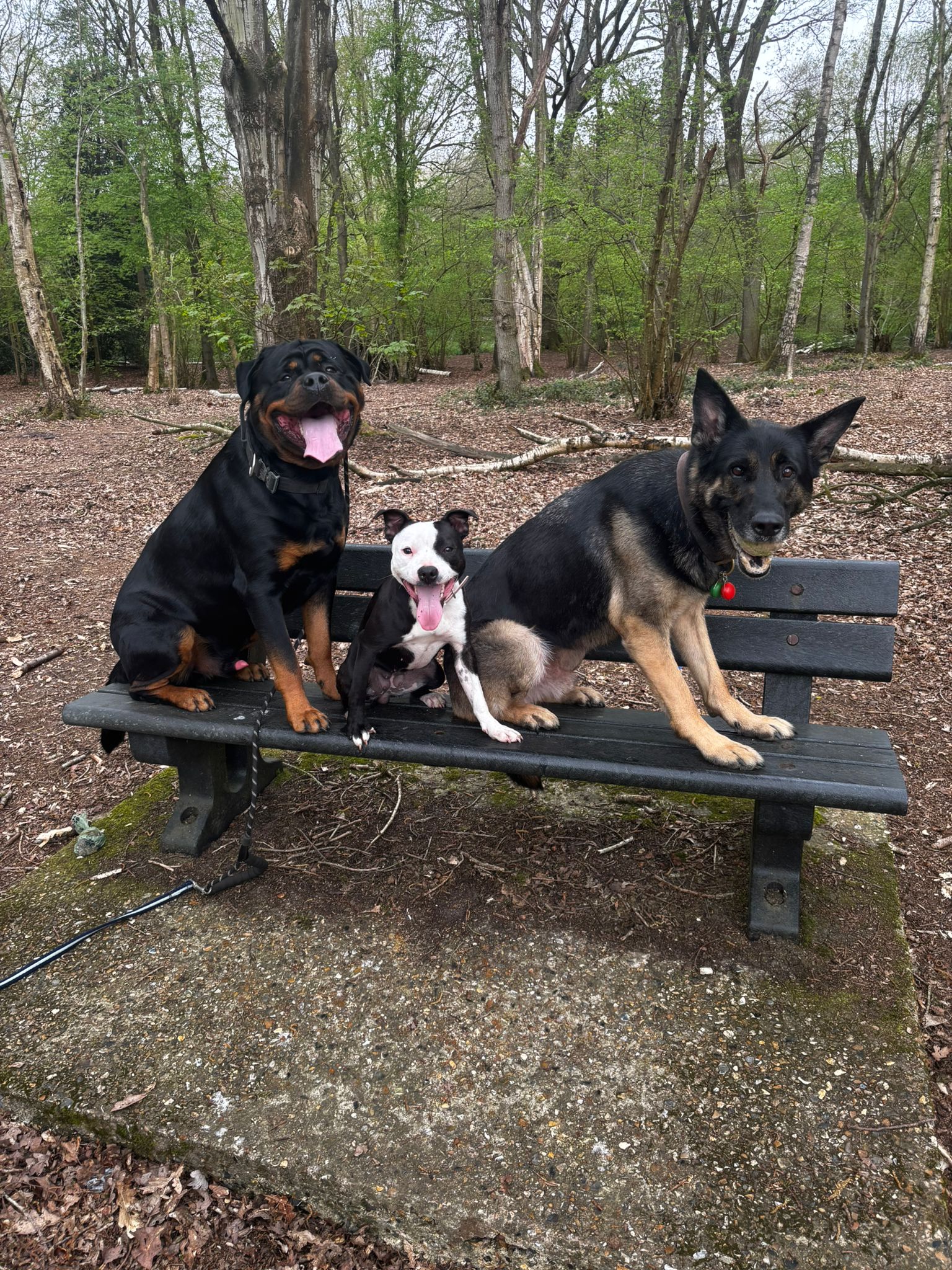 Dog Photos